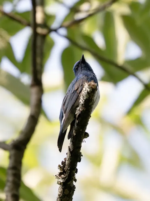 File:Cyanoptila cumatilis, Pingwu, Sichuan, China 2.jpg