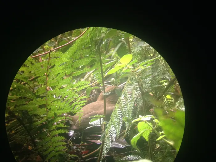 File:Huon Bowerbird (Amblyornis macgregoriae ssp. germana).jpg