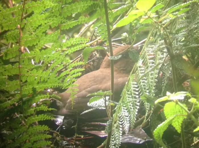 File:Huon Bowerbird (Amblyornis macgregoriae ssp. germana) (cropped).jpg