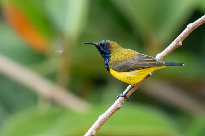 File:Cinnyris ornatus - Forest Botial-Jarvis - 331092875.jpeg