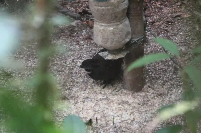 File:Odontophorus strophium - Nigel Voaden - 81586.jpeg