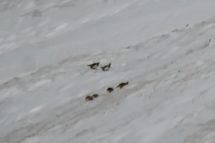 File:Tetraogallus altaicus - Andrew Bazdyrev - 335183633.jpeg