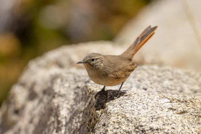 File:Asthenes modesta 499027748.jpg