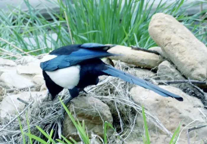File:Black-rumped Magpie (Pica bottanensis), Bumthang, Bhutan 02.jpg