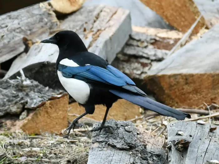 File:Black-rumped Magpie (Pica bottanensis), Bumthang, Bhutan 03.jpg