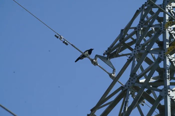 File:Black-rumped Magpie (Pica bottanensis), Lhasa, Tibet 1.jpg