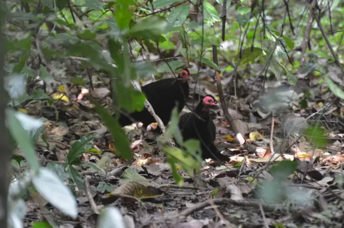 File:Agelastes niger - markusgmeiner - 593966031.jpeg