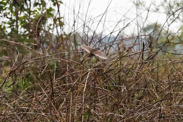 File:Synoicus adansonii - Tom Field - 514384376.jpeg