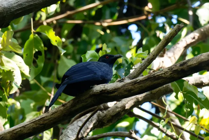 File:Eudynamys melanorhynchus - Martin Walsh - 335610543.jpeg