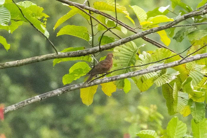 File:Macropygia modiglianii - CaracalShan - 606421483.jpeg