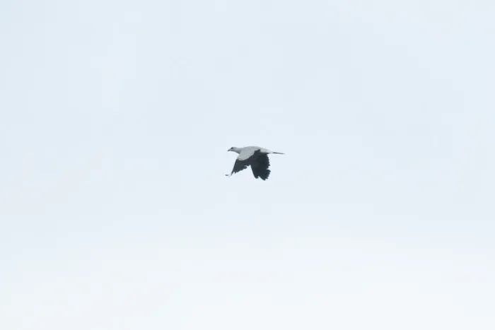 File:Columba argentina - CaracalShan - 606444539.jpeg