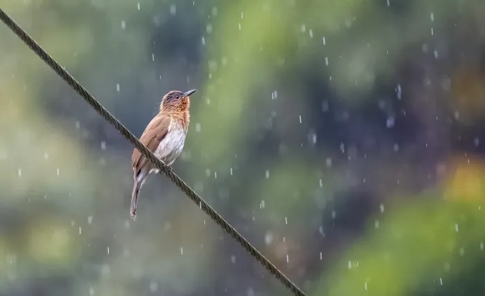 File:Hypsipetes philippinus - Forest Botial-Jarvis - 261837301.jpeg