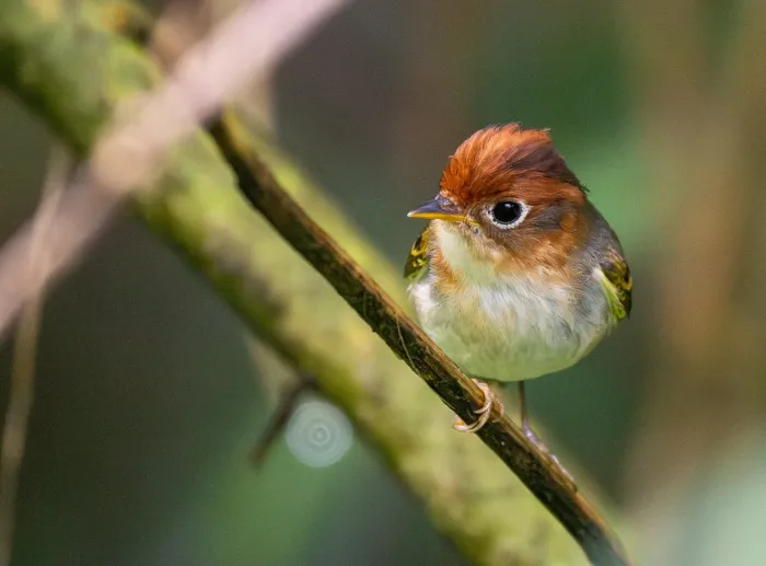 File:Phylloscopus grammiceps grammiceps - Forest Botial-Jarvis - 413011900.jpeg