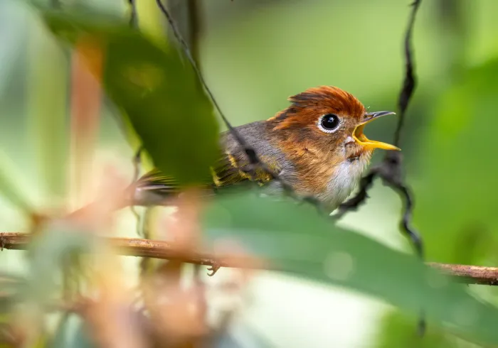 File:Phylloscopus grammiceps grammiceps - Forest Botial-Jarvis - 413011914.jpeg