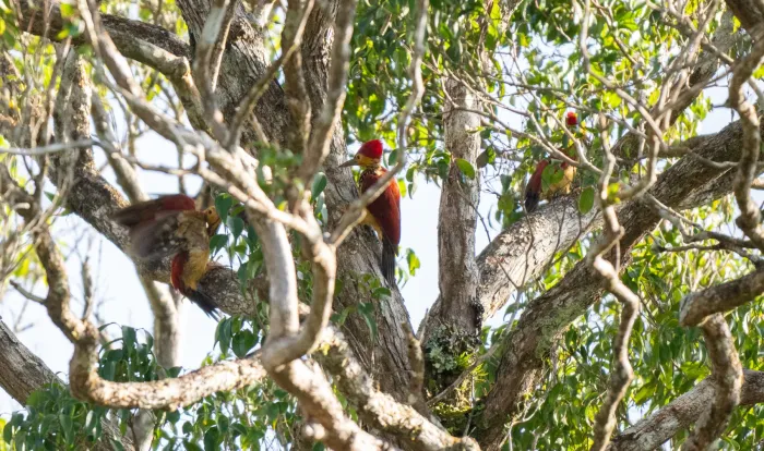 File:Chrysocolaptes xanthocephalus - Forest Botial-Jarvis - 316278138.jpeg