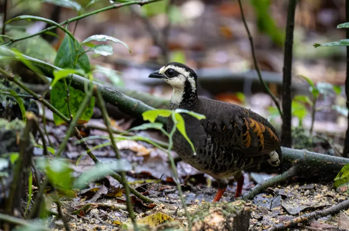 File:Arborophila orientalis - Forest Botial-Jarvis - 288323290.jpeg