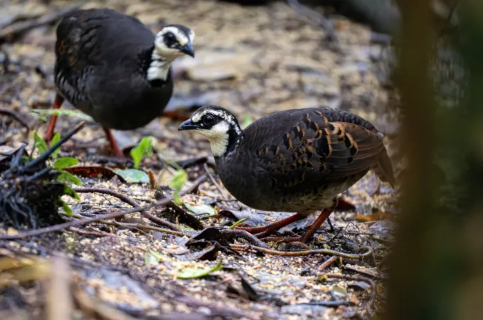 File:Arborophila orientalis - Forest Botial-Jarvis - 288323323.jpeg