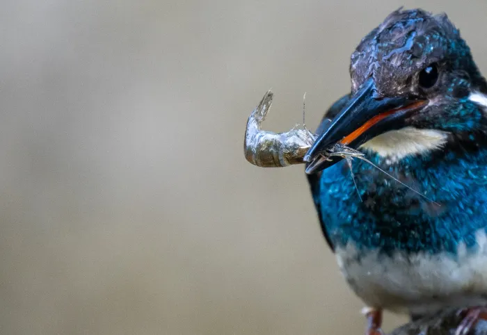 File:Alcedo euryzona - Forest Botial-Jarvis - 309996999.jpeg