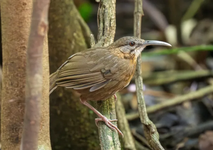 File:Napothera danjoui - Forest Botial-Jarvis - 385764596.jpeg