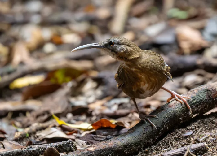 File:Napothera danjoui - Forest Botial-Jarvis - 385764634.jpeg