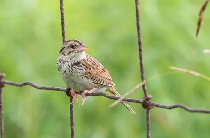 File:Centronyx henslowii - Forest Botial-Jarvis - 144479340.jpeg