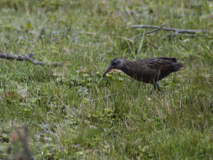 File:Rallus aequatorialis aequatorialis - sandy-espinozaf - 49602138.jpeg