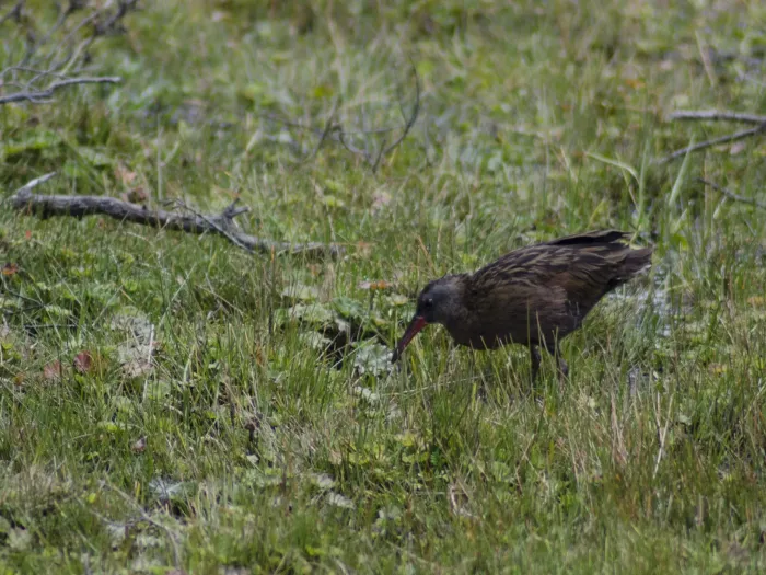 File:Rallus aequatorialis aequatorialis - sandy-espinozaf - 49602315.jpeg