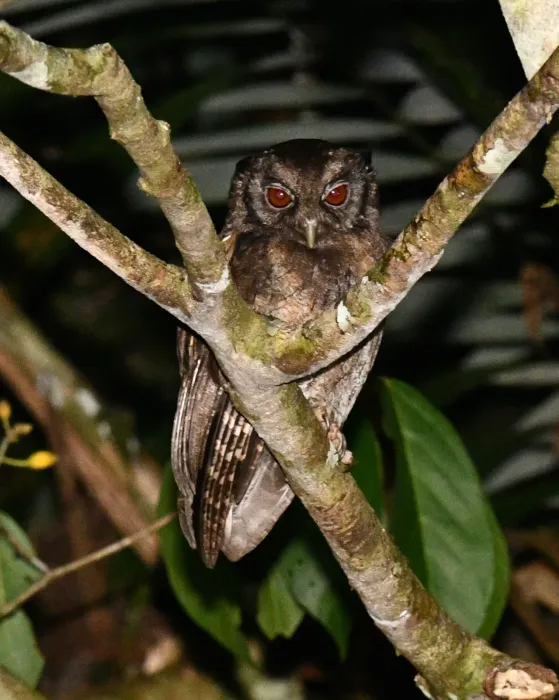 File:Megascops watsonii 251186359.jpg