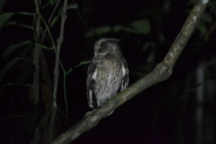 File:Megascops watsonii 230481371.jpg