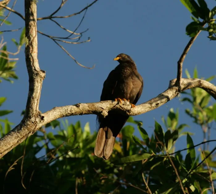 File:Columba pollenii - Mikael Bauer - 62086451.jpeg