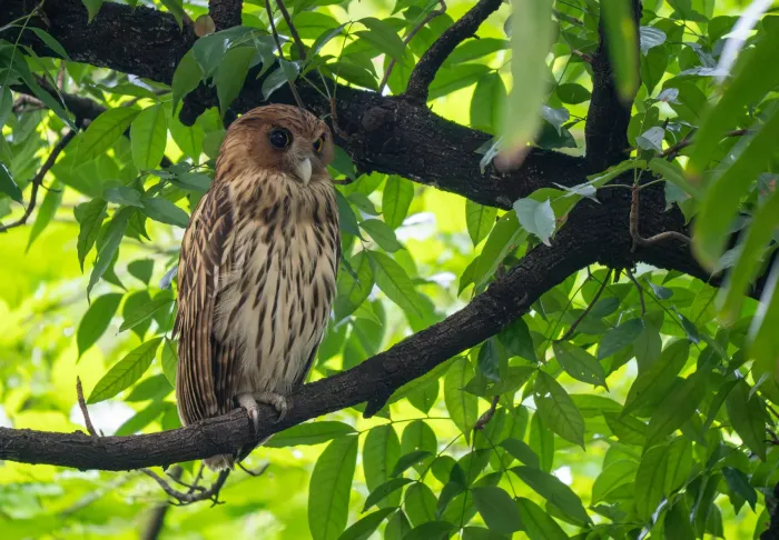 File:Ketupa philippensis - Forest Botial-Jarvis - 606729846.jpeg