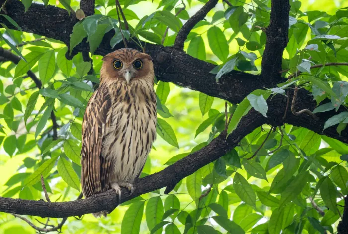 File:Ketupa philippensis - Forest Botial-Jarvis - 606729874.jpeg