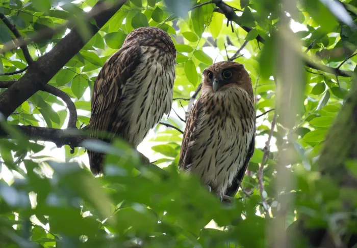 File:Ketupa philippensis - Forest Botial-Jarvis - 606729875.jpeg