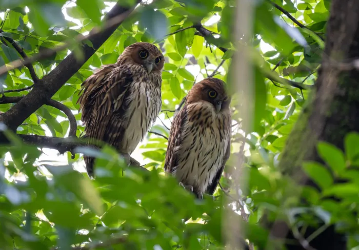 File:Ketupa philippensis - Forest Botial-Jarvis - 606729883.jpeg