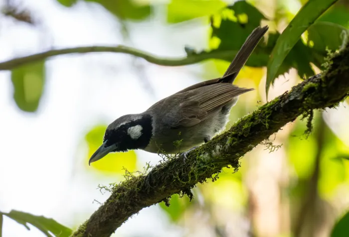 File:Clytorhynchus nigrogularis - Forest Botial-Jarvis - 341734602.jpeg