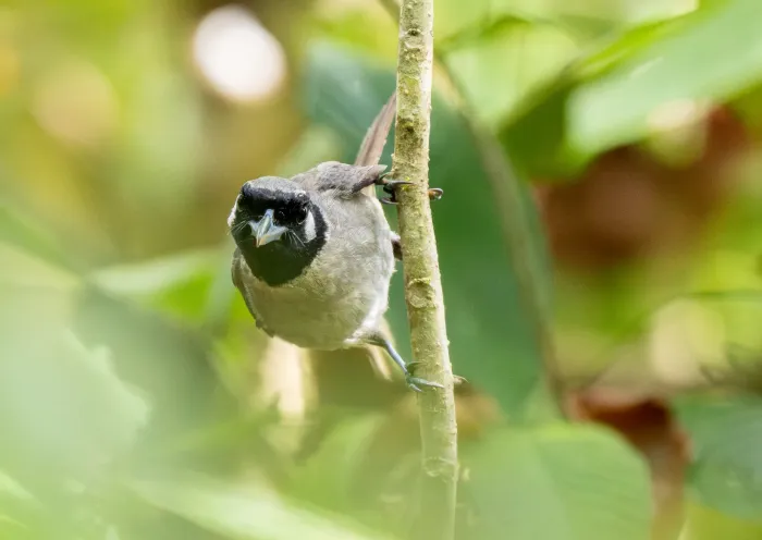 File:Clytorhynchus nigrogularis - Forest Botial-Jarvis - 341734634.jpeg