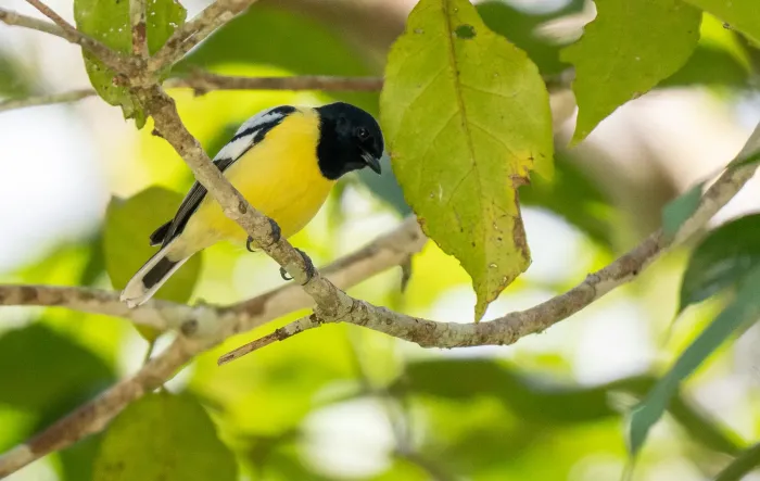 File:Periparus amabilis - Forest Botial-Jarvis - 276470882.jpeg