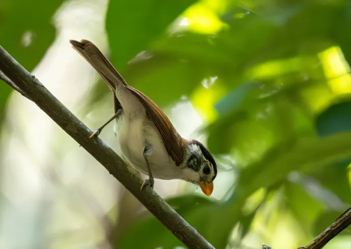 File:Paradoxornis margaritae - Forest Botial-Jarvis - 385766345.jpeg