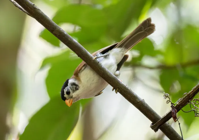 File:Paradoxornis margaritae - Forest Botial-Jarvis - 385766381.jpeg