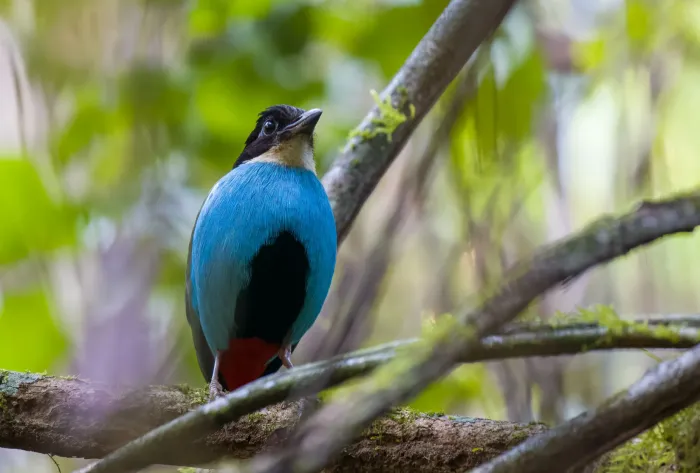 File:Pitta steerii - Forest Botial-Jarvis - 263836938.jpeg