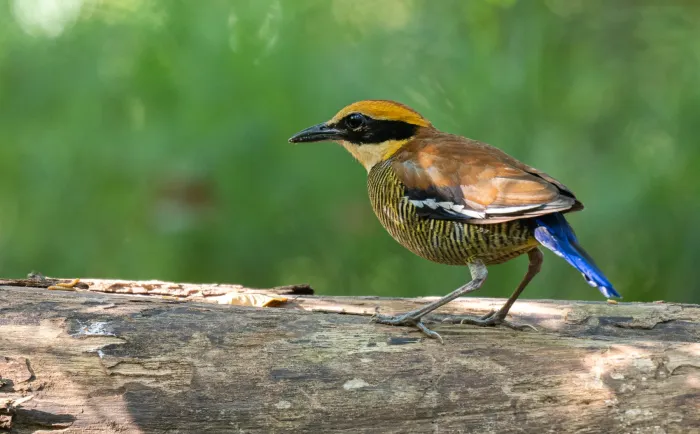 File:Hydrornis guajanus - Forest Botial-Jarvis - 279212693.jpeg