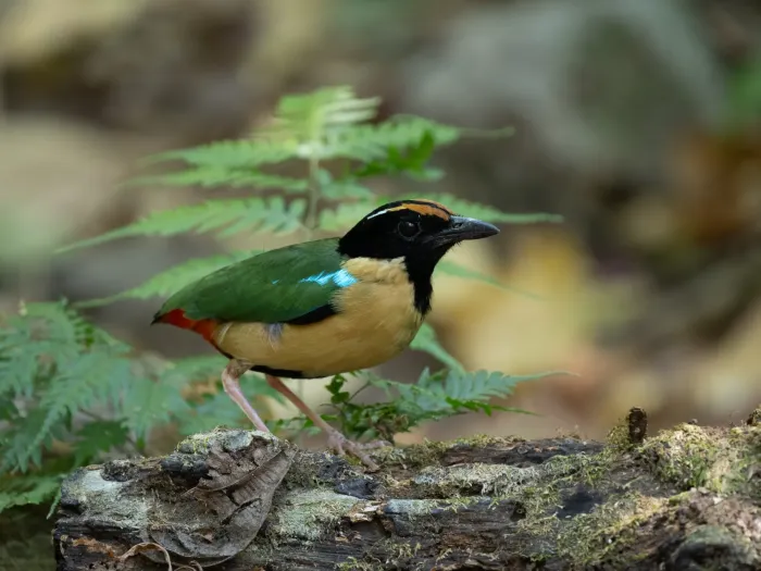 File:Pitta concinna - Forest Botial-Jarvis - 331091466.jpeg