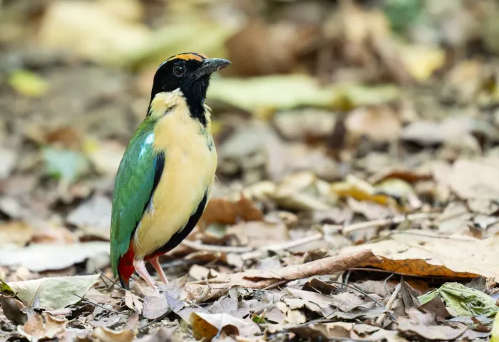 File:Pitta concinna - Forest Botial-Jarvis - 331091489.jpeg