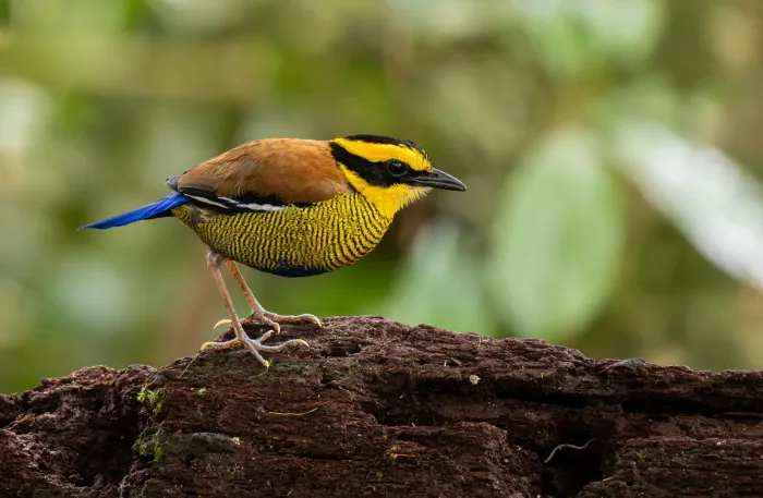 File:Hydrornis schwaneri - Forest Botial-Jarvis - 289851215.jpeg