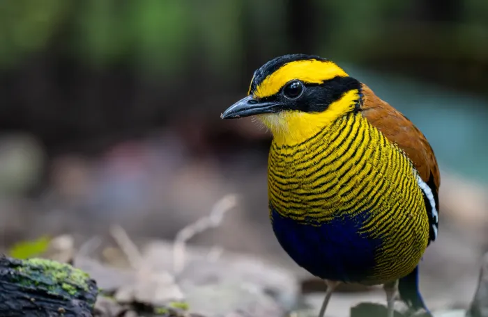 File:Hydrornis schwaneri - Forest Botial-Jarvis - 289851666.jpeg