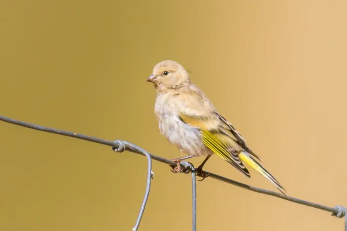 File:Syrian Serin (Serinus syriacus) in Israel.jpg