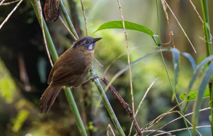 File:Stachyris nigriceps - Forest Botial-Jarvis - 296278415.jpeg