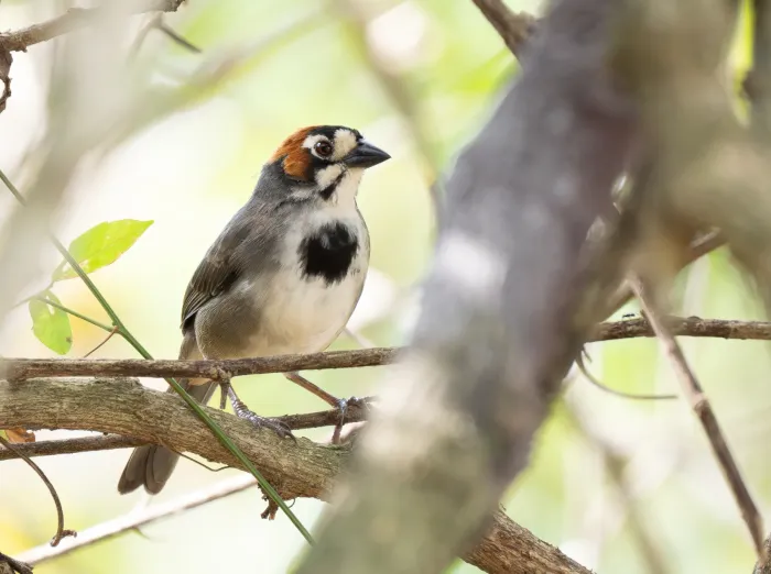 File:Melozone cabanisi - Forest Botial-Jarvis - 354025655.jpeg