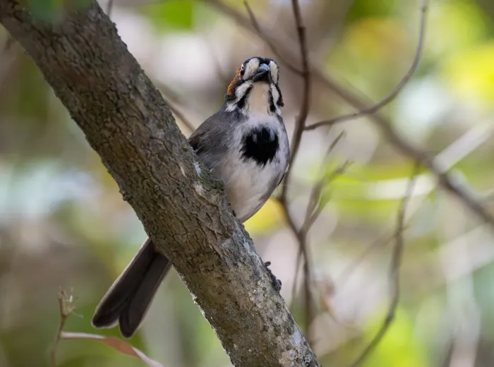 File:Melozone cabanisi - Forest Botial-Jarvis - 354025723.jpeg