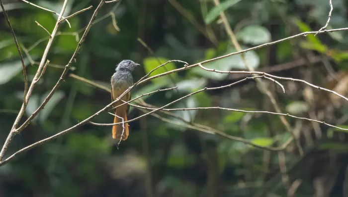 File:Rhipidura sauli - Forest Botial-Jarvis - 198782563.jpeg